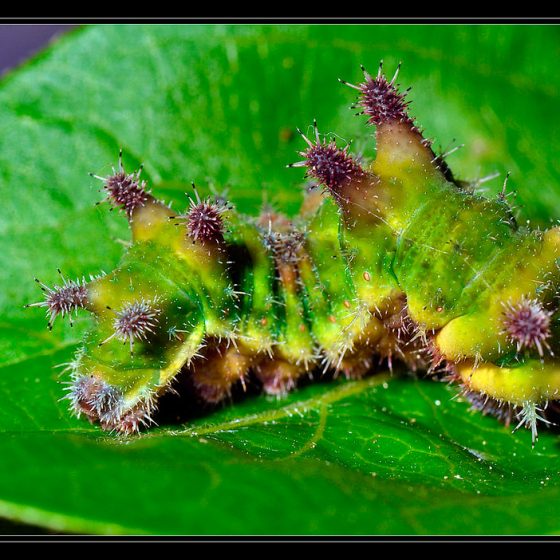 Limenitis reducta, bruco [photo credit: cquintin www.flickr.com/photos/34878947@N04/13957148387Chenille du Sylvain azuré (Limenitis reducta)via photopincreativecommons.org/licenses/by-nc/2.0/]