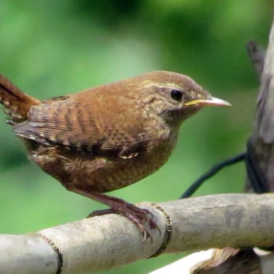 Troglodytes troglodytes, scricciolo [photo credit: www.flickr.com/photos/127023375@N05/14816465969Eurasian wren via photopincreativecommons.org/licenses/by-sa/2.0/]