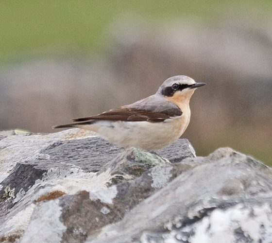 Culbianco [photo credit: www.flickr.com/photos/7322586@N06/15755607796142239-IMG_4789 Wheatear (Oenanthe oenanthe)via photopincreativecommons.org/licenses/by-nc/2.0/]