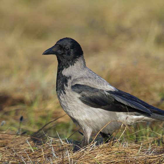 Cornacchia grigia [photo credit: www.flickr.com/photos/60513640@N07/21156387935Corvus cornix - Corneja cenicienta Gralha-cinzenta - Corneille manteléeCornacchia grigia - Hooded Crow Nebelkrähe - via photopincreativecommons.org/licenses/by-nc-sa/2.0/]