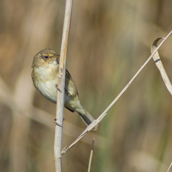 Luì piccolo [photo credit: www.flickr.com/photos/114870626@N07/25152161793Mosquitero común (Phylloscopus collybita)via photopincreativecommons.org/licenses/by-nc-sa/2.0/]