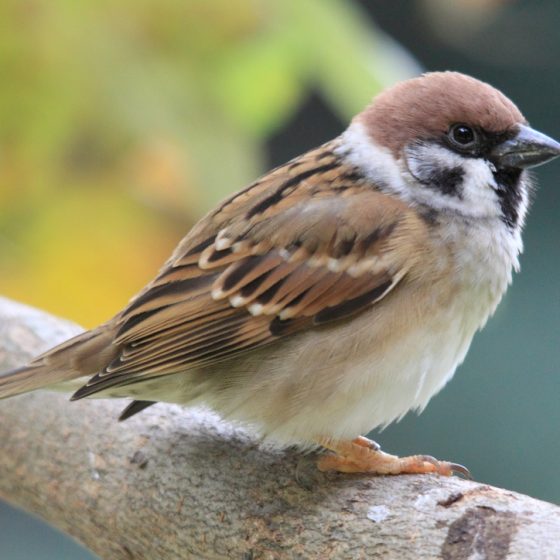 Passero mattugio [photo credit: www.flickr.com/photos/53256145@N07/6091325726Eurasian Tree Sparrow (Passer montanus)via photopincreativecommons.org/licenses/by-nc/2.0/]