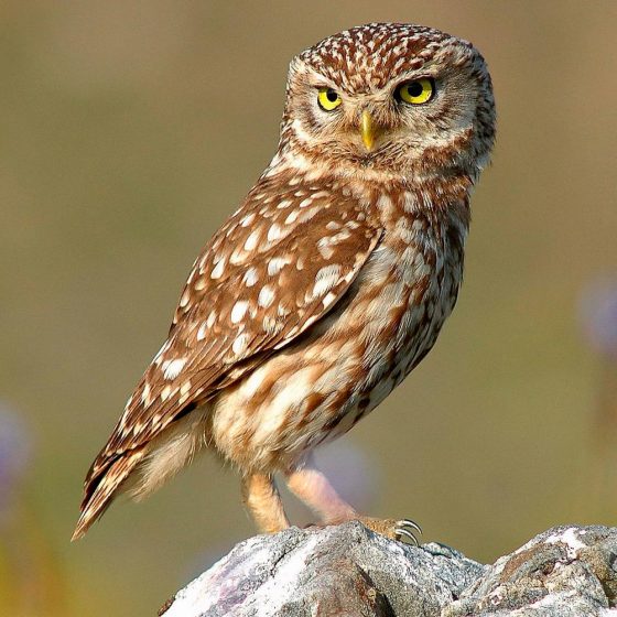 Athene noctua, civetta [photo credit: www.flickr.com/photos/14829735@N00/7092835215Κουκουβάγια: Athene noctua (Little Owl) by Trebol-a, modified by Stemonitis via photopincreativecommons.org/licenses/by/2.0]