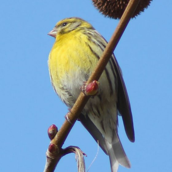 Serinus serinus, verzellino [foto di Luis García, CC BY-SA 3.0 es, commons.wikimedia.org/w/index.php?curid=25282343]