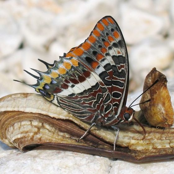 Ninfa del corbezzolo, Charaxes jasius [da Wikipedia Harald Süpfle - photo taken by Harald Süpfle Two-tailed Pasha, Croatia, Istria]