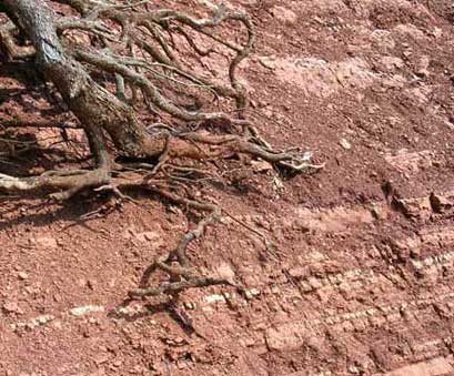 Rosso ammonitico a Casetta Ciccaglia, Trevi