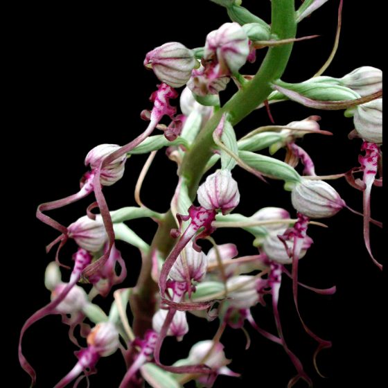 Himantoglossum adriaticum, barbone adriatico