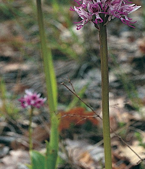 Orchis simia, orchidea scimmia, Trevi