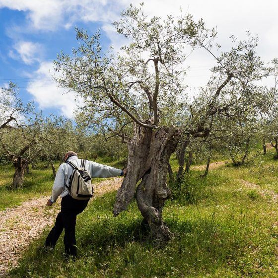 Incontri, con l'olivo che cammina