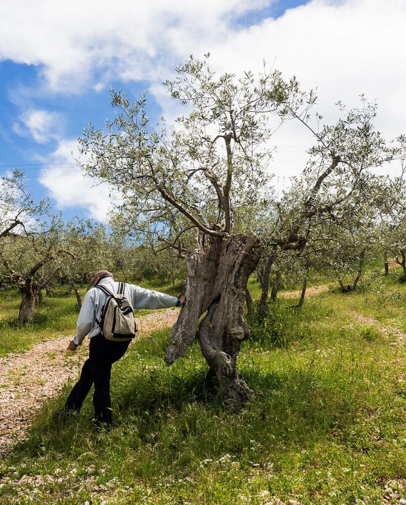 Incontri, con l'olivo che cammina