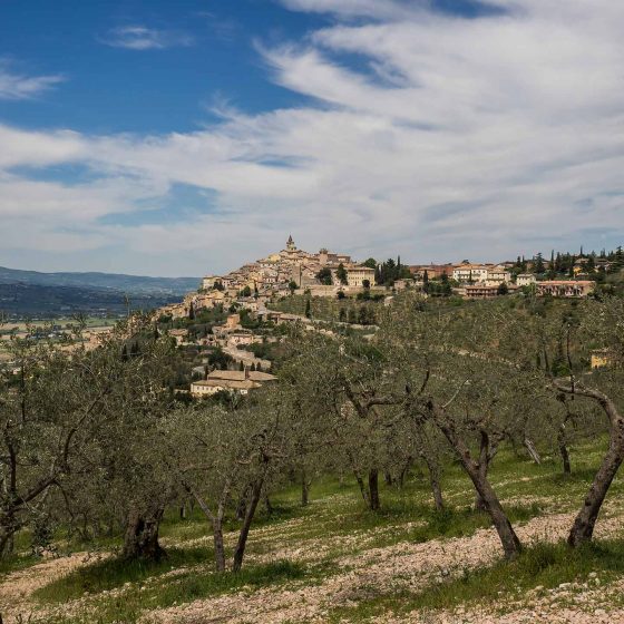 Trevi, regina tra gli ulivi