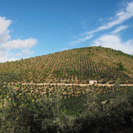 Il paesaggio olivetato storico di Trevi, lungo l'acquedotto medievale